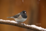 Dark-eyed-Junco;Junco-hyemalis;One;Oregon;Snow;avifauna;bird;birds;color-image;c
